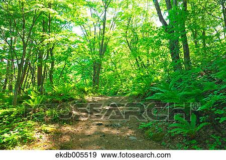 Bandai Asahi National Park, Fukushima Prefecture, Japan View Large Photo Image Stock Photo - Bandai Asahi National Park, Fukushima Prefecture, Japan. Fotosearch