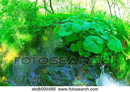 Stock Photo - Bandai Asahi National Park, Fukushima Prefecture, Japan. Fotosearch