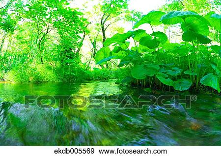 Bandai Asahi National Park, Fukushima Prefecture, Japan View Large Photo Image Stock Photo - Bandai Asahi National Park, Fukushima Prefecture, Japan. Fotosearch