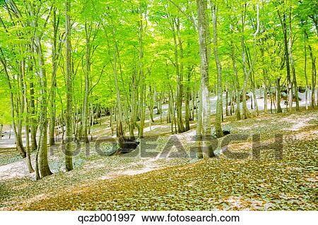 Bandai Asahi National Park, Fukushima Prefecture, Japan View Large Photo Image Stock Photo - Bandai Asahi National Park, Fukushima Prefecture, Japan. Fotosearch
