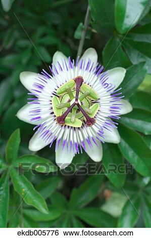 Blue Passion Flower View Large Photo Image Stock Photograph - Blue Passion Flower. Fotosearch