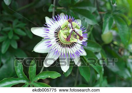 Blue Passion Flower View Large Photo Image Stock Photography - Blue Passion Flower. Fotosearch