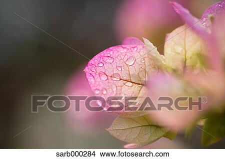 Picture - Bougainvillea. Fotosearch