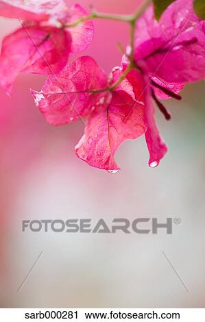 Bougainvillea View Large Photo Image Stock Image - Bougainvillea. Fotosearch