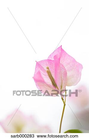 Bougainvillea View Large Photo Image Stock Image - Bougainvillea. Fotosearch