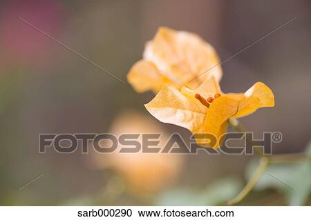 Bougainvillea View Large Photo Image Stock Image - Bougainvillea. Fotosearch