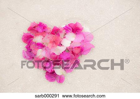 Bougainvillea View Large Photo Image Stock Image - Bougainvillea. Fotosearch