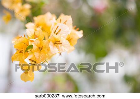 Stock Photo - Bougainvillea. Fotosearch