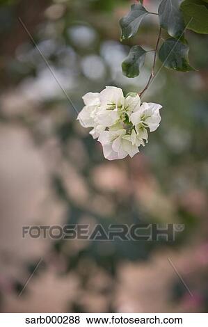 Stock Photo - Bougainvillea. Fotosearch