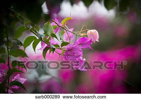 Stock Photo - Bougainvillea. Fotosearch