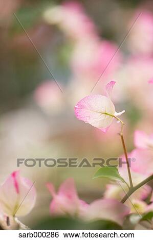 Bougainvillea View Large Photo Image Stock Photograph - Bougainvillea. Fotosearch