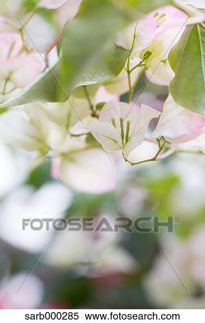 Bougainvillea View Large Photo Image Stock Photography - Bougainvillea. Fotosearch