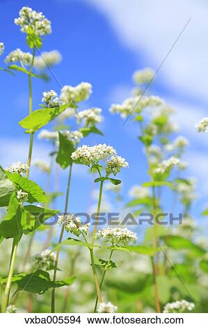 Buckwheat Field View Large Photo Image Picture - Buckwheat Field. Fotosearch