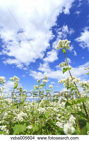 Buckwheat Field View Large Photo Image Picture - Buckwheat Field. Fotosearch