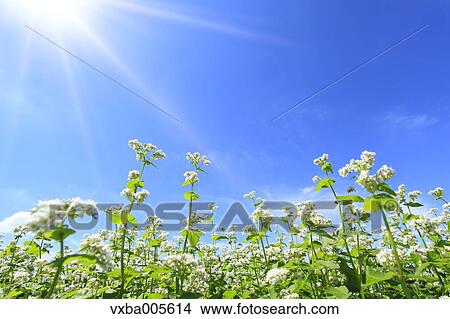 Picture - Buckwheat Field. Fotosearch