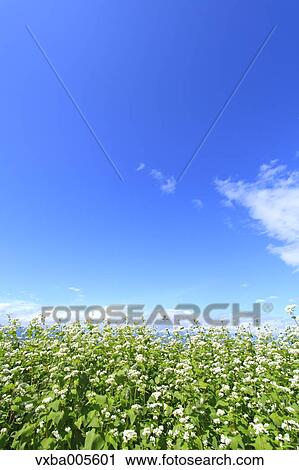 Buckwheat Field View Large Photo Image Stock Image - Buckwheat Field. Fotosearch