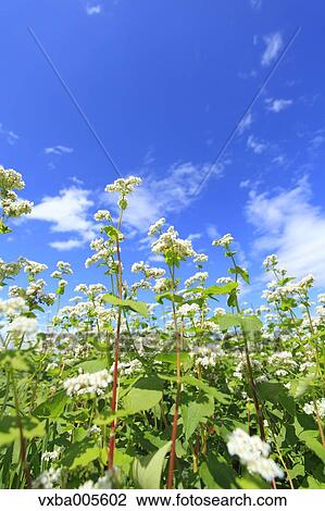 Buckwheat Field View Large Photo Image Stock Image - Buckwheat Field. Fotosearch