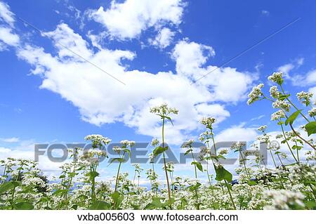 Buckwheat Field View Large Photo Image Stock Image - Buckwheat Field. Fotosearch