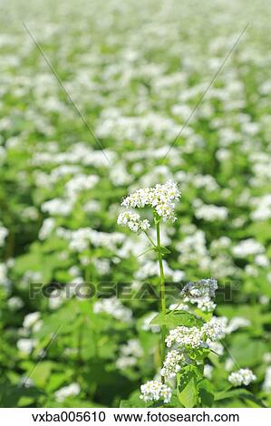Buckwheat Field View Large Photo Image Stock Image - Buckwheat Field. Fotosearch