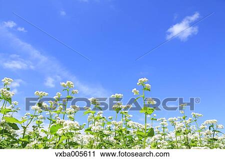 Buckwheat Field View Large Photo Image Stock Image - Buckwheat Field. Fotosearch