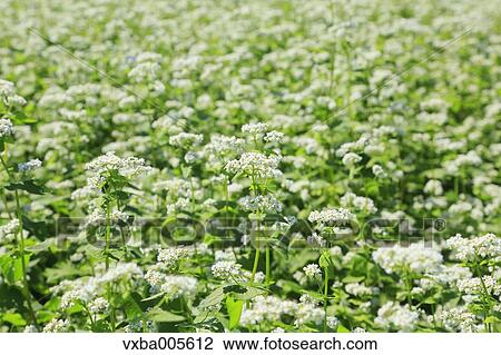 Buckwheat Field View Large Photo Image Stock Image - Buckwheat Field. Fotosearch