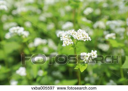Stock Photo - Buckwheat Field. Fotosearch