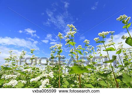 Buckwheat Field View Large Photo Image Stock Photo - Buckwheat Field. Fotosearch