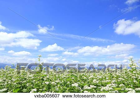 Buckwheat Field View Large Photo Image Stock Photo - Buckwheat Field. Fotosearch