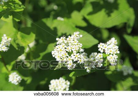 Stock Photo - Buckwheat Field. Fotosearch