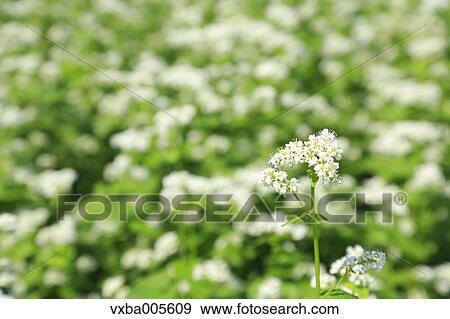 Buckwheat Field View Large Photo Image Stock Photo - Buckwheat Field. Fotosearch