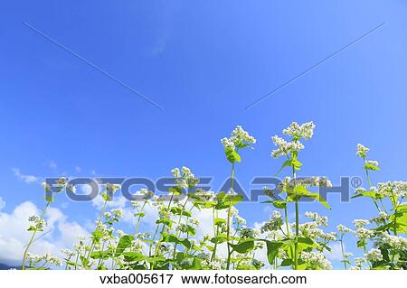 Buckwheat Field View Large Photo Image Stock Photo - Buckwheat Field. Fotosearch