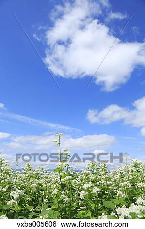 Buckwheat Field View Large Photo Image Stock Photograph - Buckwheat Field. Fotosearch