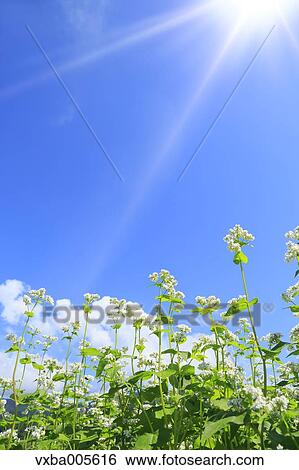 Stock Photograph - Buckwheat Field. Fotosearch