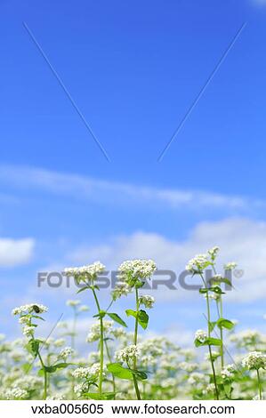 Buckwheat Field View Large Photo Image Stock Photography - Buckwheat Field. Fotosearch