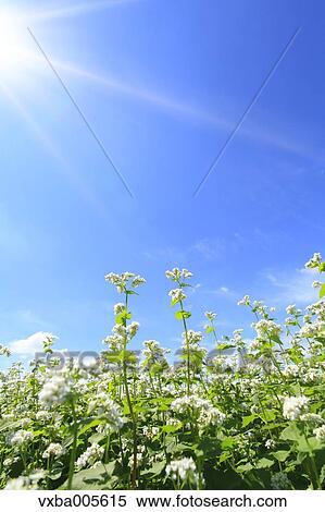 Stock Photography - Buckwheat Field. Fotosearch