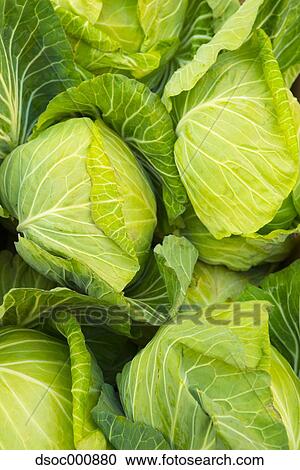 Cabbage View Large Photo Image Stock Image - Cabbage. Fotosearch