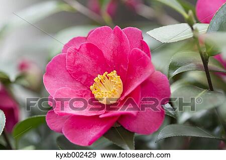 Stock Photo - Camellia Sasanqua. Fotosearch