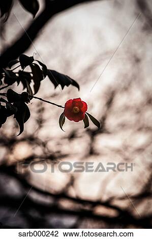Camellia View Large Photo Image Stock Image - Camellia. Fotosearch