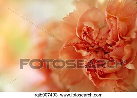 Carnation View Large Photo Image Stock Image - Carnation. Fotosearch