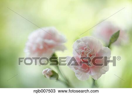 Stock Image - Carnation. Fotosearch