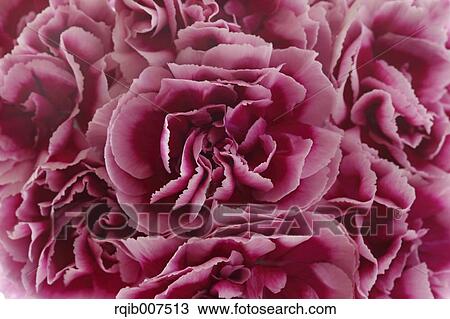 Carnation View Large Photo Image Stock Image - Carnation. Fotosearch