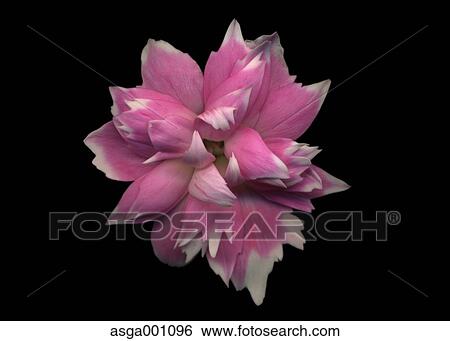 Carnation View Large Photo Image Stock Photograph - Carnation. Fotosearch