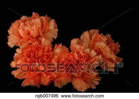 Stock Photograph - Carnation. Fotosearch