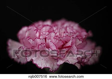 Carnation View Large Photo Image Stock Photograph - Carnation. Fotosearch