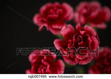 Carnation View Large Photo Image Stock Photography - Carnation. Fotosearch