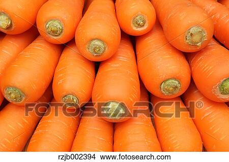 Picture - Carrots. Fotosearch
