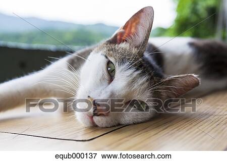 Cat Laying On Wooden Table View Large Photo Image Stock Photo - Cat Laying On Wooden Table. Fotosearch