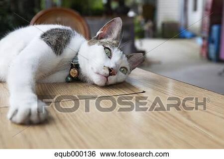 Cat Laying On Wooden Table View Large Photo Image Stock Photograph - Cat Laying On Wooden Table. Fotosearch