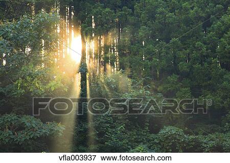 Stock Photo - Cedar Grove. Fotosearch