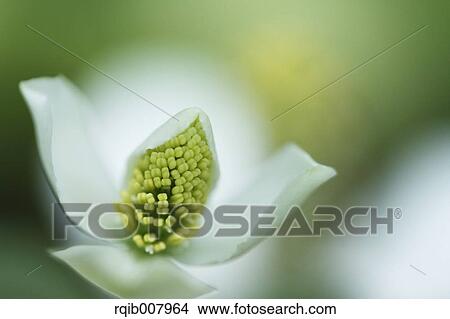 Chameleon Plant View Large Photo Image Picture - Chameleon Plant. Fotosearch